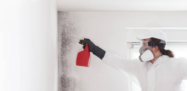 Best Industrial Mold Remediation in Whitefish Bay, WI